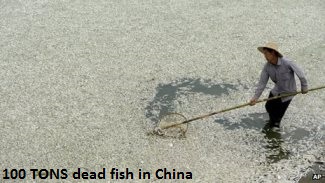 Fish die off in Wuhan