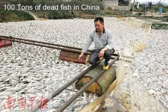 100 Tons Dead Fish in China