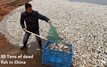 35 tons Dead Fish