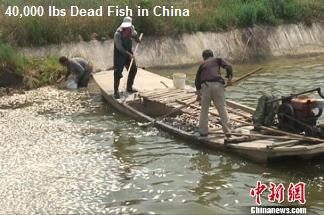 40,000 Dead Fish in China