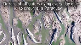 Martwe Aligatory Paragwaj