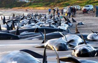 Beached Dolphins