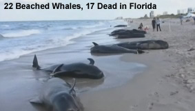 22 Beached Whales Florida