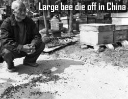Bee die off in China