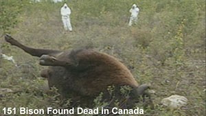 Mass Bison Deaths Canada