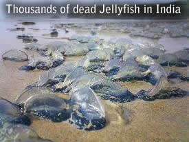 niebieski Jellyfish
