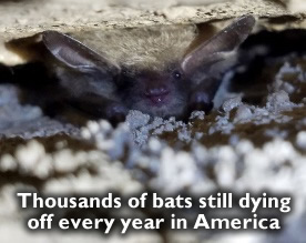 Dead bats in America