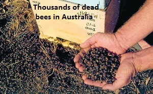 Dead Bees in Australia