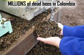 dead bees in colombia