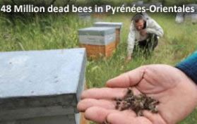 Dead bees in France