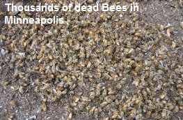 Dead Bees