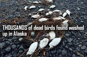 Dead birds in alaska