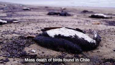 Dead Birds in Chile