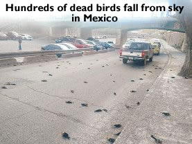 Dead Birds Mexico