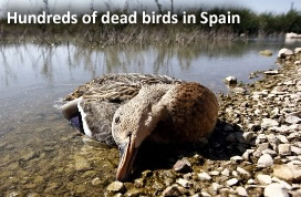 Dead Birds in Spain