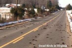 Dead Birds in Virginia
