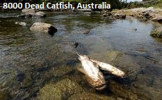 Dead Catfish Australia