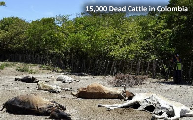 Dead Cattle in Colombia