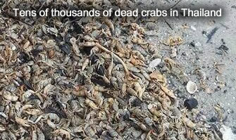 Dead Crabs in Thailand