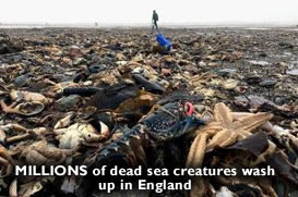 Dead Creatures Yorkshire