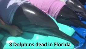 dead dolphins florida