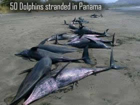 Dead dolphins in Panama