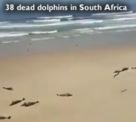 Dead dolphins in South Africa