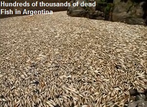 Dead Fish in Argentina