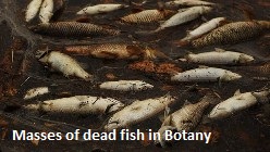 Dead Fish Botany
