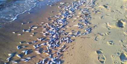 Dead Fish End Times