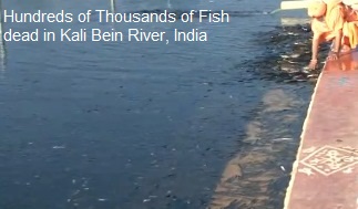Dead Fish Kali Bein