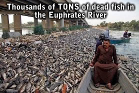 Dead Fish in Iraq