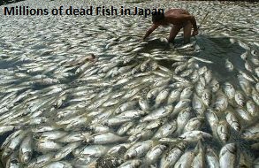 Dead Fish Japan