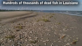 Martwe ryby w Luizjanie