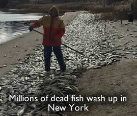 Dead fish in New York