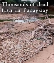Dead Fish in Paraguay