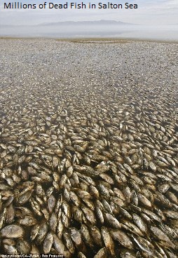 Dead Fish Salton Sea