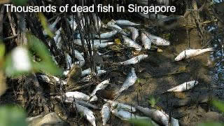 Dead fish in Singapore