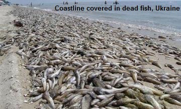 dead fish in Ukraine