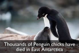 Dead Penguin Chicks