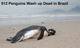 512 Dead Penguins Brazil