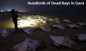 Dead Rays Gaza