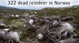 http://www.end-times-prophecy.org/images/dead-reindeer.jpg