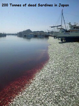 Dead Sardines Japan