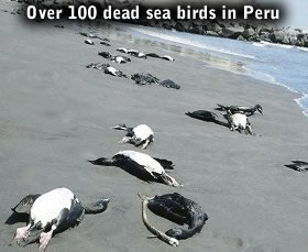Dead seabirds in Peru