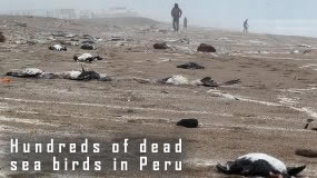 http://www.end-times-prophecy.org/images/dead-seagulls-peru.jpg