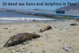 Dead sea lions and dolphins Peru