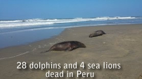 Martwe delfiny-sealions w Peru
