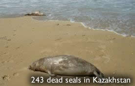 Dead seals in Kazakhstan