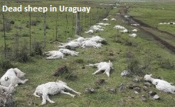 Dead Sheep in Uraguay